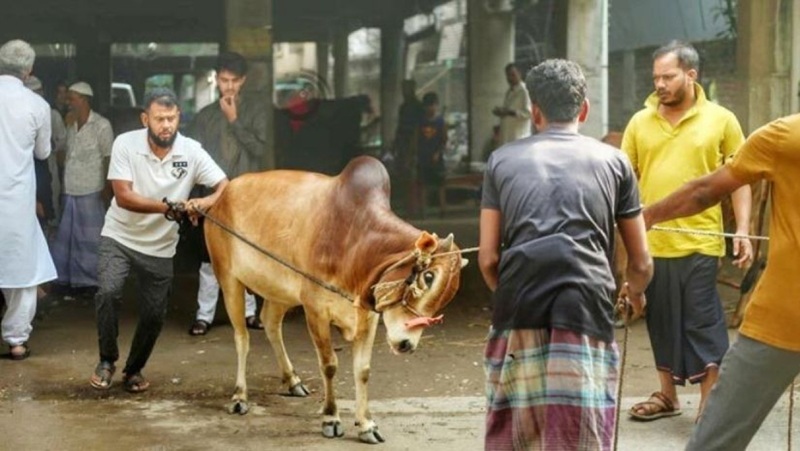ঈদের আনন্দে কোরবানির ধুম, গরুর গুঁতা ও ধারালো অস্ত্রে আহত ১২০ জন রাজধানীতে